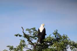 Fish Eagle in Khwai, Botswana  