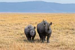 Rhino in the Ngorongoro Crater 