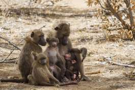 Baboon Family Kruger 