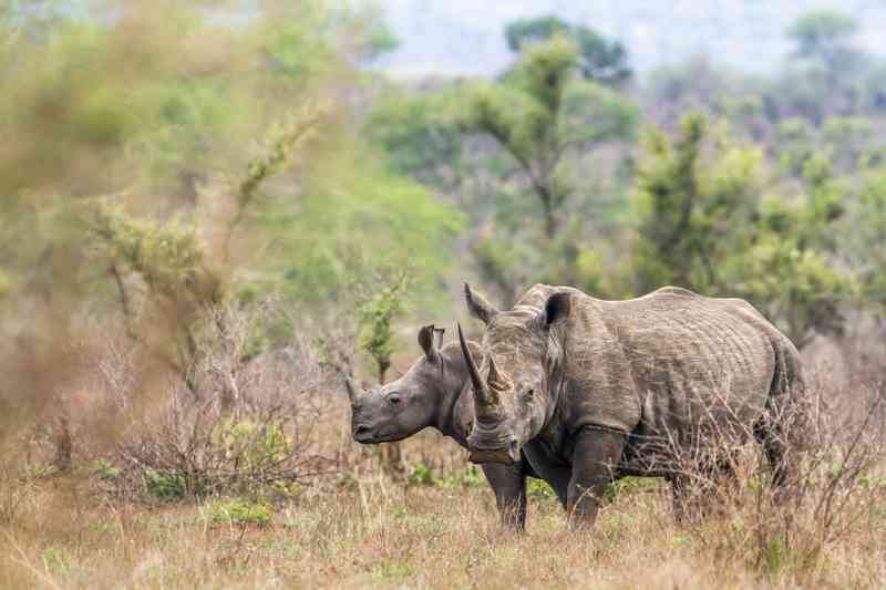 WHite Rhino in Kruger National Park