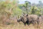 WHite Rhino in Kruger National Park 