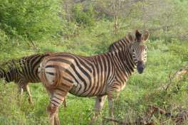 Zebra in Kruger National Park 