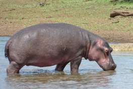 Kruger Park Hippo 