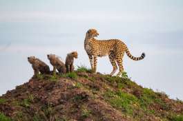  Cheetah Family in Masai Mara 