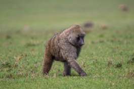 Masai Mara Baboon 