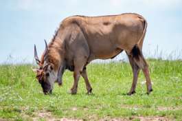 Eland in Masai Mara 