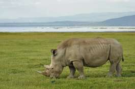 Lake Nakuru Rhino 