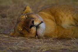 Maasai mara Lioness 