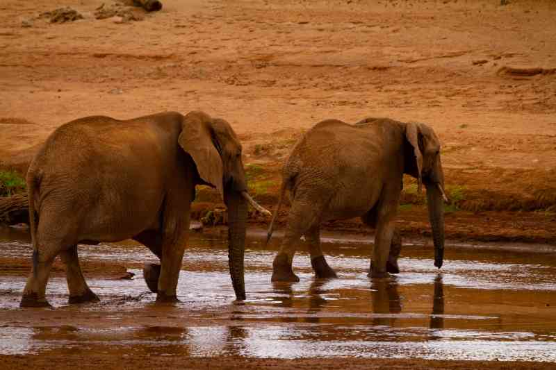 Samburu Elephants