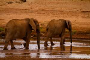 Samburu Elephants