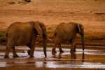 Samburu Elephants 