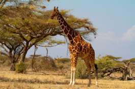 Reticulated Giraffe Samburu 