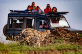  Cheeta and Safari vehicle Masai Mara 