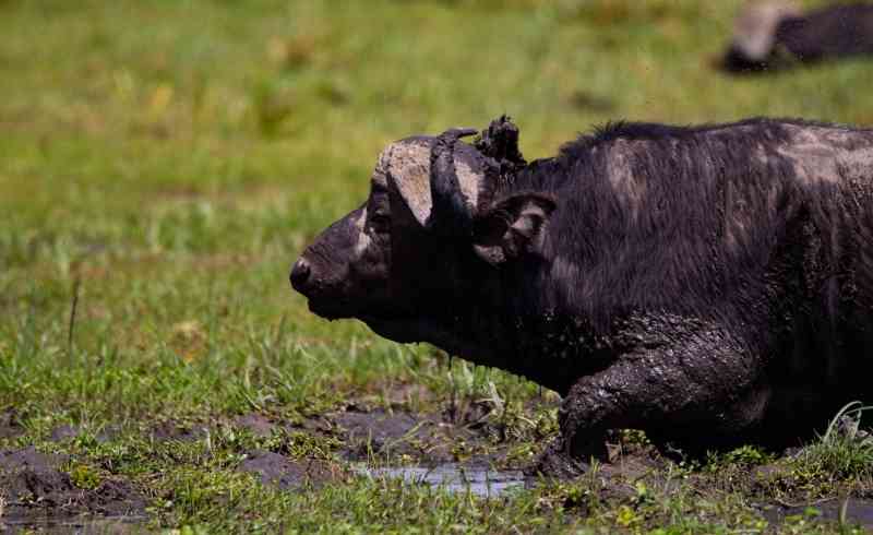 Buffalo in Amboseli- Kenya