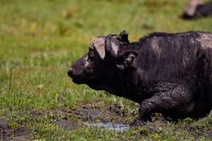 Buffalo in Amboseli- Kenya