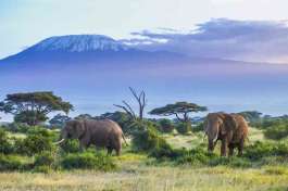 Amboseli Elephants with Kilimanjaro 