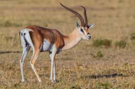 Thomson's gazelle Masai Mara 