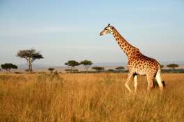 Giraffe in Amboseli 