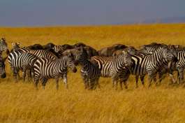 Maasai mara Zebra and Wildebeest 
