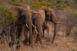 Tsavo Elephants 