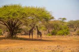 Giraffe in Tsavo  