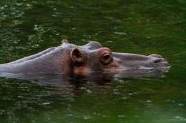 Mzima Springs Hippo, Tsavo  