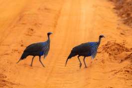 Vulturine guineafowl Tsavo  