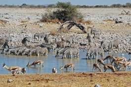 Etosha National park Water Hole 