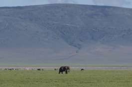Ngorongoro Elephant 