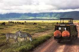 Ngorongoro Game Drive with Zebra and Wildebeest 