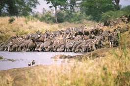 Serengeti Zebras drinking 