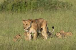 Serengeti Lion Family 