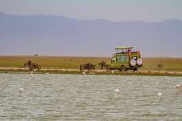 Safari Vehicle and Wildebeest in Amboseli 