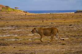 Amboseli Lioness 
