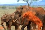 Elephants in Tsavo 