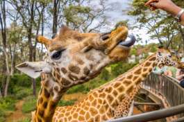 Giraffe centre visit 