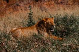Lion in Maasai Mara 