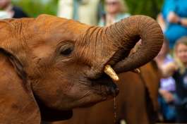 Sheldrick shelter Elephant Orphan Drinking 