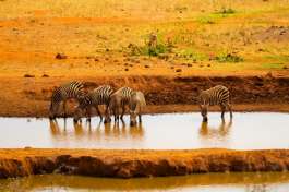 Tsavo Zebra drinking 