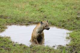 Ngorongoro Hyena in puddle 