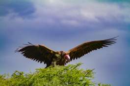 Ngorongoro Lappet-faced vulture 