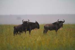 Ngorongoro Wildebeest 