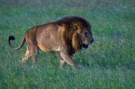 Lion in the Serengeti 