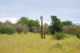 Giraffe in Tarangire 