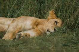 Lioness sleeping in Tarangire NP 