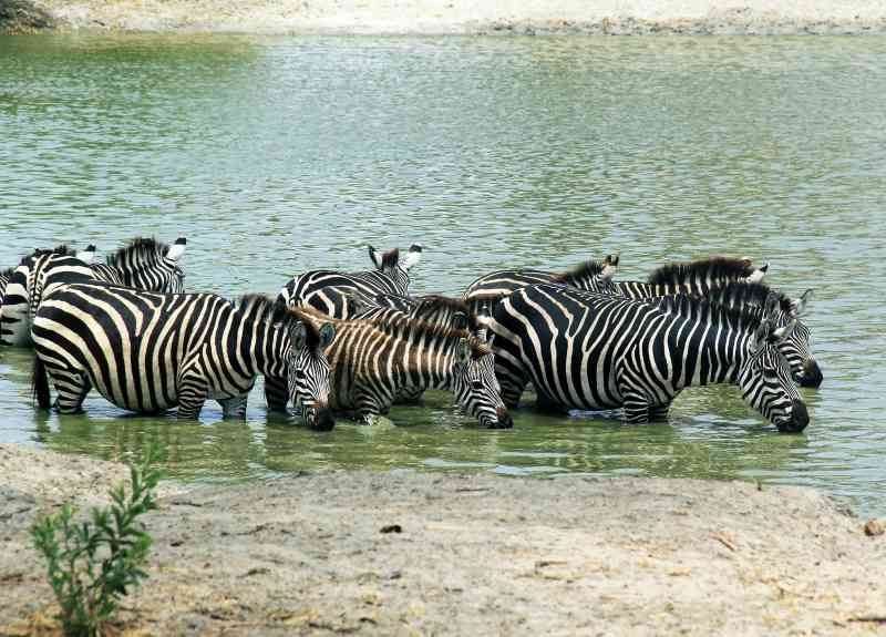 Zebra Drinking at Tarangire NP