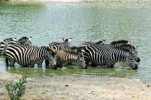 Zebra Drinking at Tarangire NP