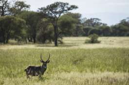 Tarangire National Park Waterbuck 