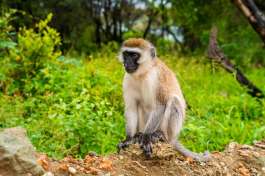 Vervet Monkey Lake Manyara 