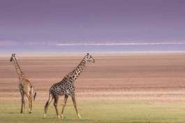 Lake Manyara Giraffes 